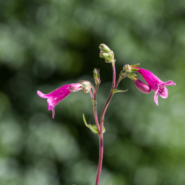 scarlet-penstemon-pentstemon-triflora-2020-04-24_5d3_1680