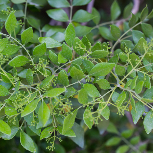 Sierra madre torchwood leaves.