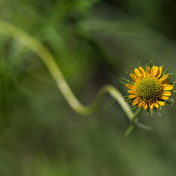 Skeletonleaf goldeneye flower.