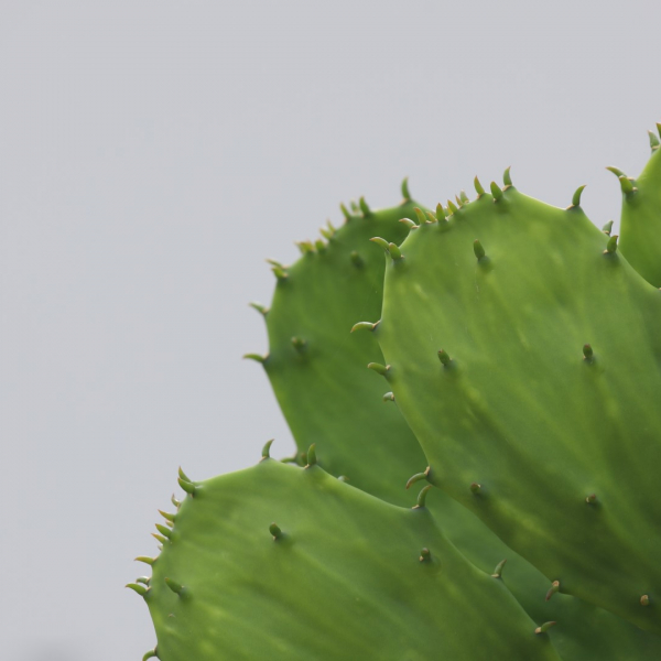 Spineless prickly pear pads.