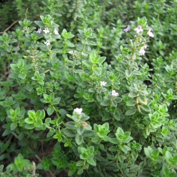 Thyme is not only wonderful in the kitchen, it's beautiful in a garden.