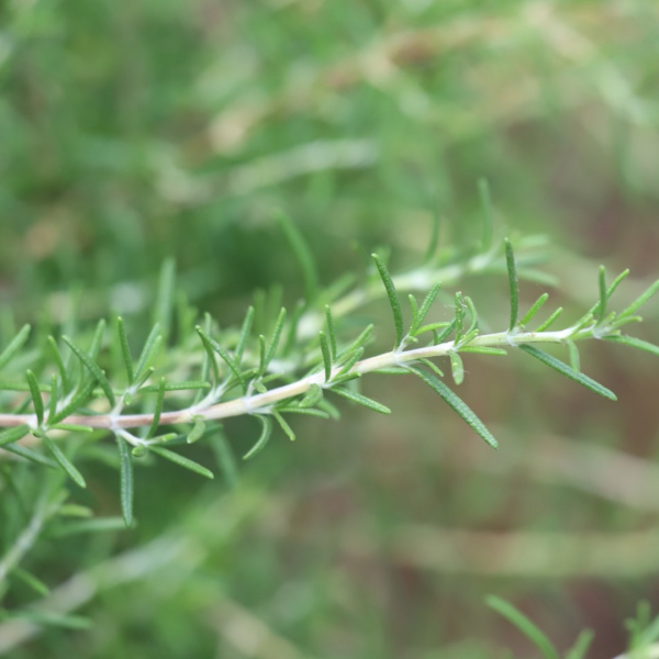 Trailing rosemary leaves.
