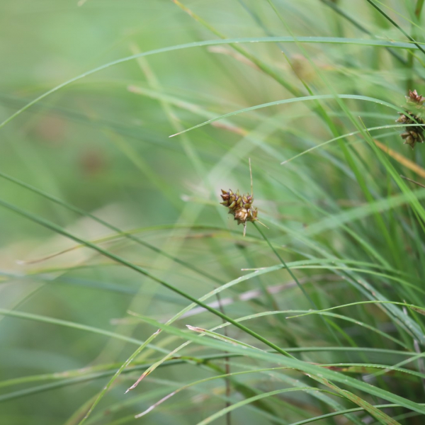 Turf sedge with seedheads.