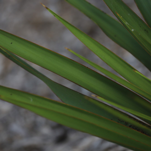 Twistleaf yucca leaves.