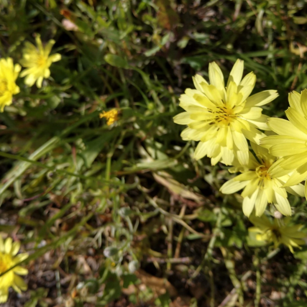 Texas dandelion leaves and flowers.