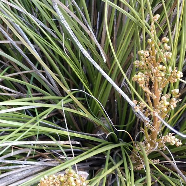 Texas nolina leaves and flowers.