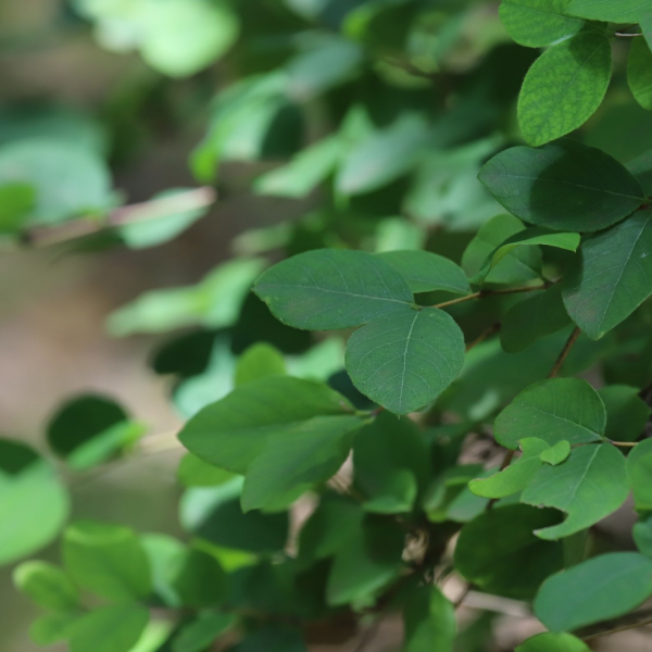 Winter honeysuckle leaves.